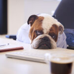 British Bulldog Dressed As Businessman Looking Sad At Desk
